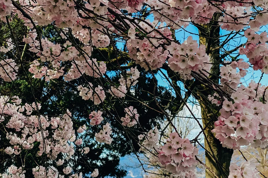 Park filled with pink flowers on a sunny day