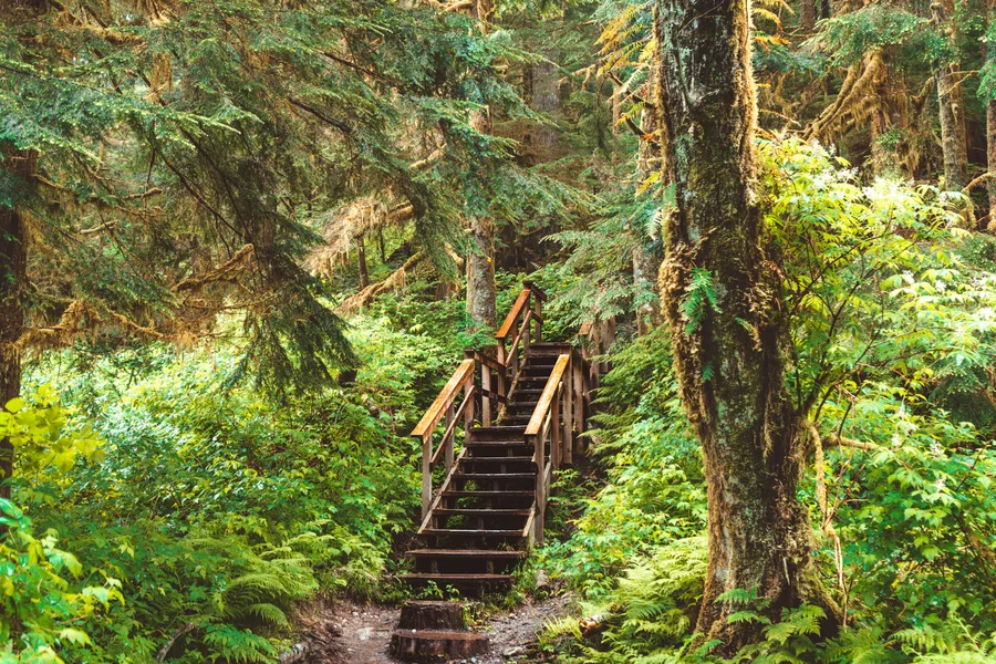 Brown wooden bridge in the middle of a North Vancouver forest