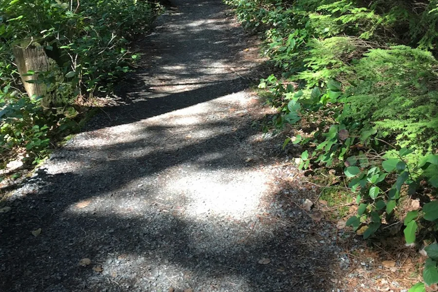 Forest path surrounded by tall trees