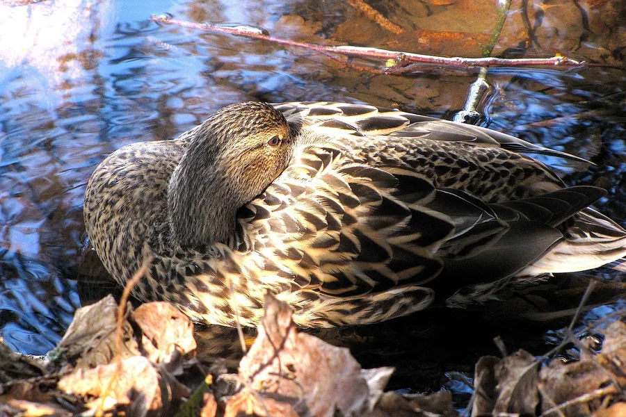 Duck resting beside the water at Lafarge Lake in Coquitlam