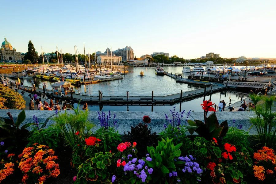Victoria harbour filled with boats and flowers near the waterfront